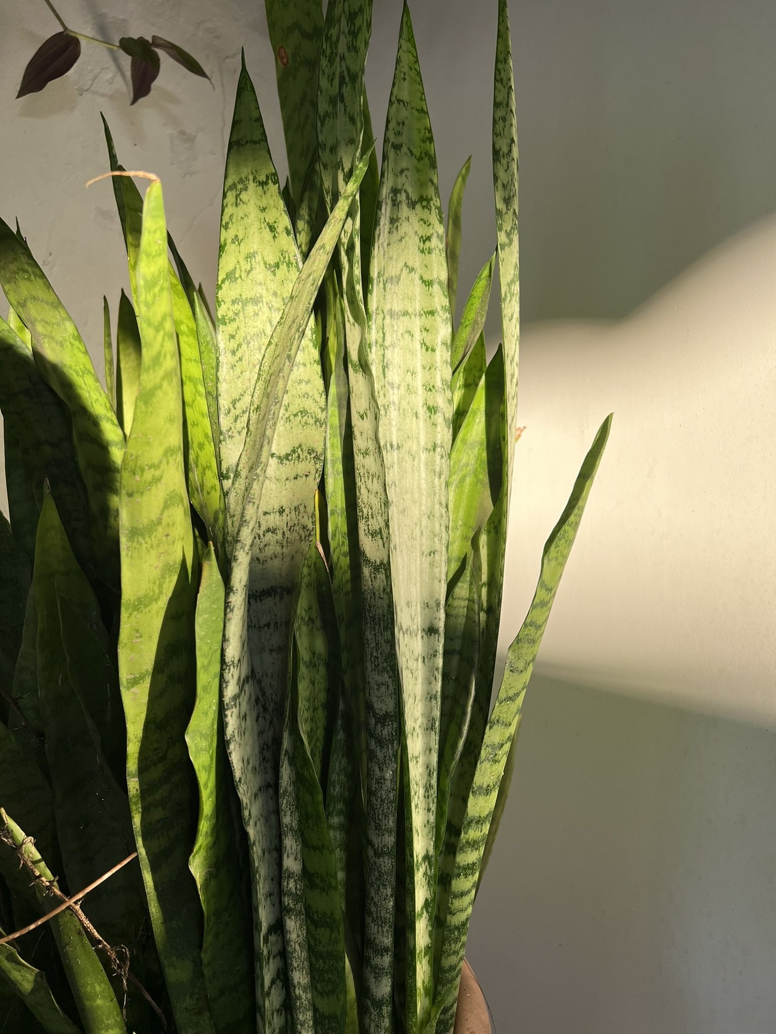 Espaço Arte e Sintonia Blumenau — ambiente 7